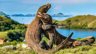 Keindahan Tersembunyi Taman Nasional Komodo Permata Alam Indonesia