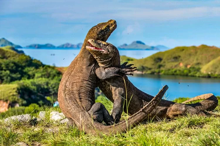 Keindahan Tersembunyi Taman Nasional Komodo Permata Alam Indonesia